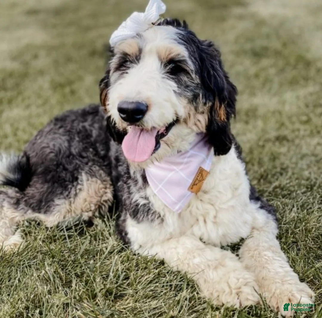 Bernedoodle dogs for sale: Chopper - Ad 5