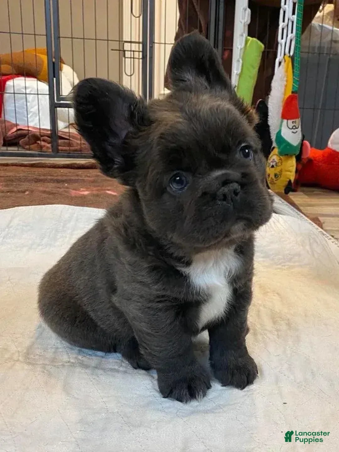 Gallery Image {{count}}