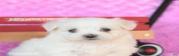 Maltese dogs for sale: Peanut  - Ad 5
