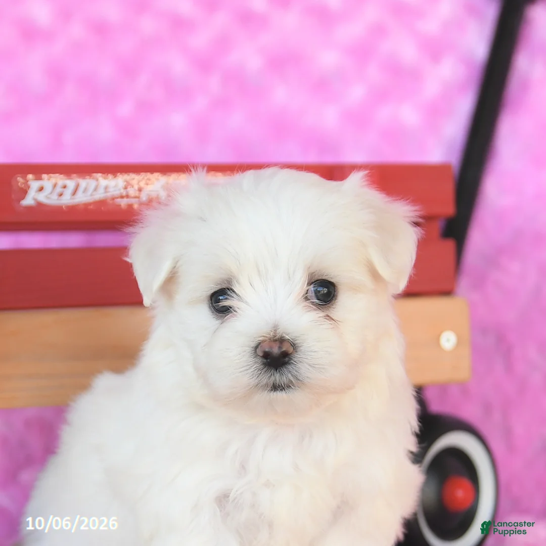 Maltese dogs for sale: Peanut  - Ad 5