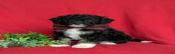 Mini Bernedoodle dogs for sale: Quincey Hypoallergenic - Ad 1