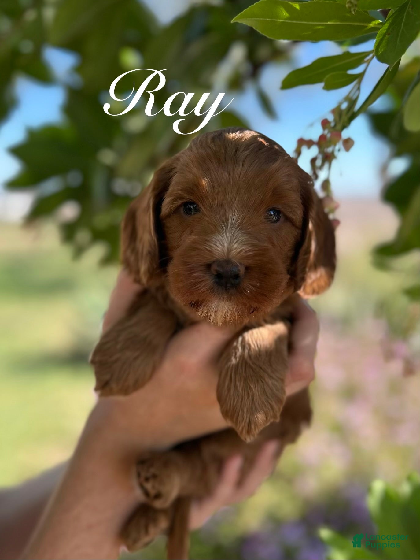Australian Labradoodle dogs Ray - Ad 1