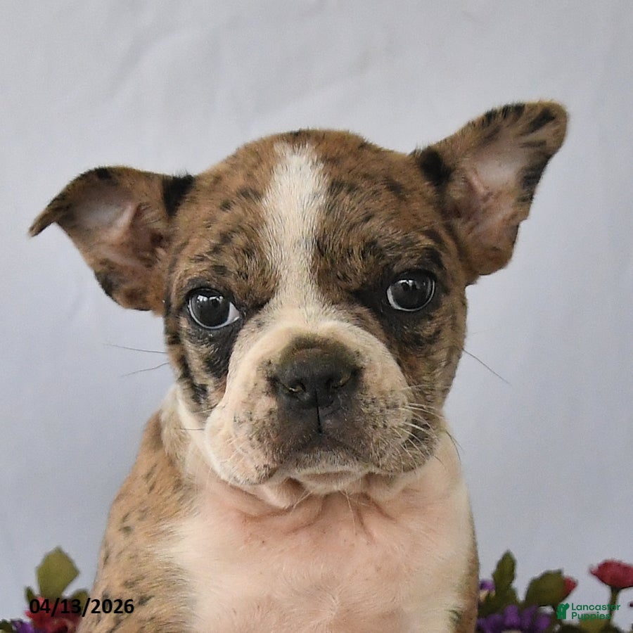 Frenchton dogs Pearl - Ad 2