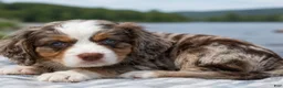 Mixed Breed dogs for sale: Olie - Ad 5