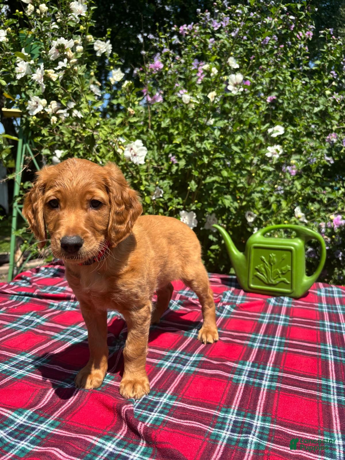 Mixed Breed dogs Daisy - Irish Goldendoodle  - Ad 1