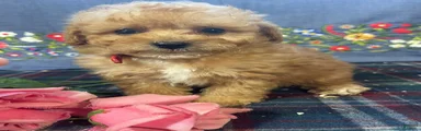 Teddy