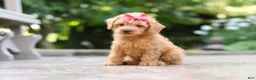 Schnoodle dogs for sale: Maple - Ad 6
