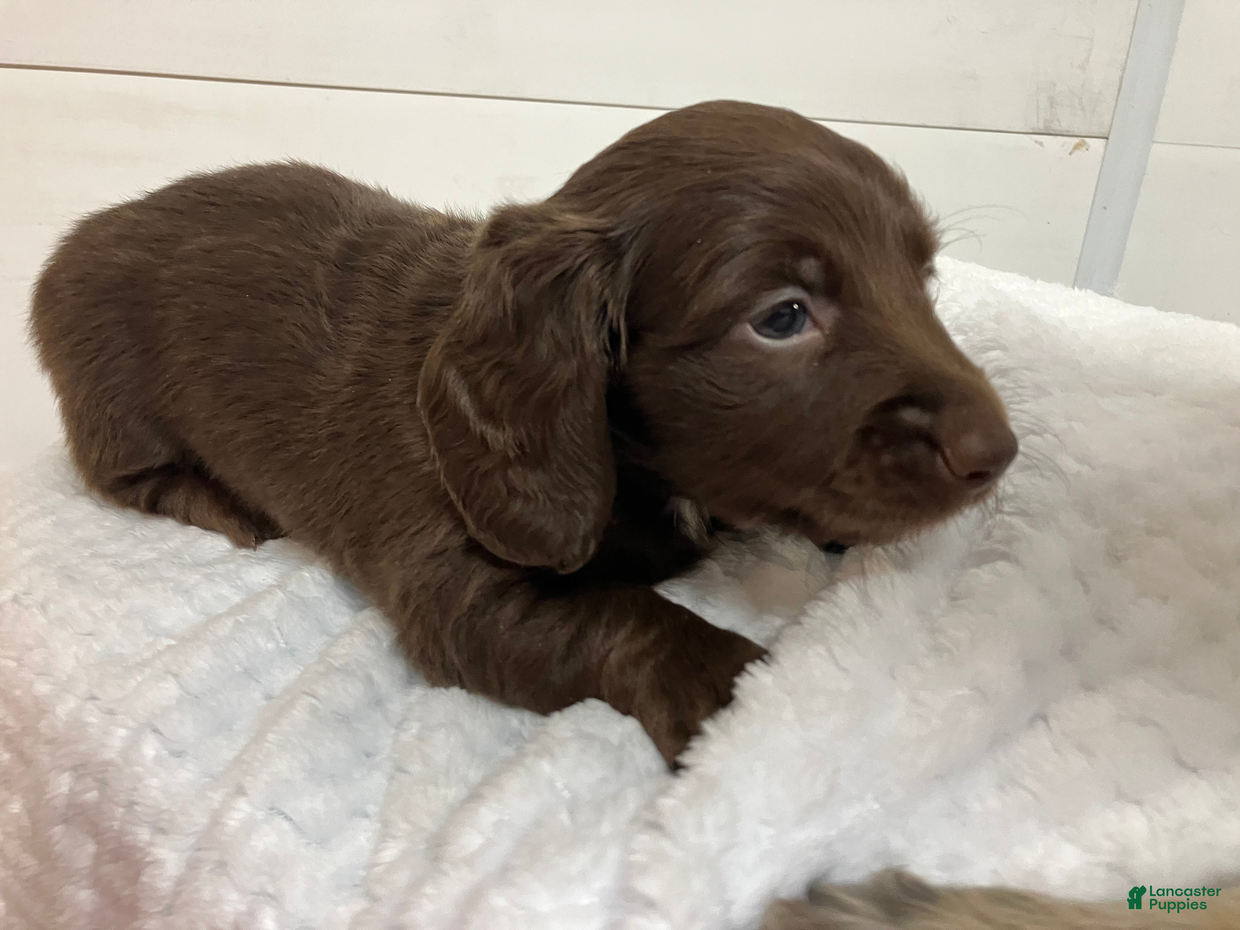 Miniature Dachshund dogs for sale: Fluffy  - Ad 2