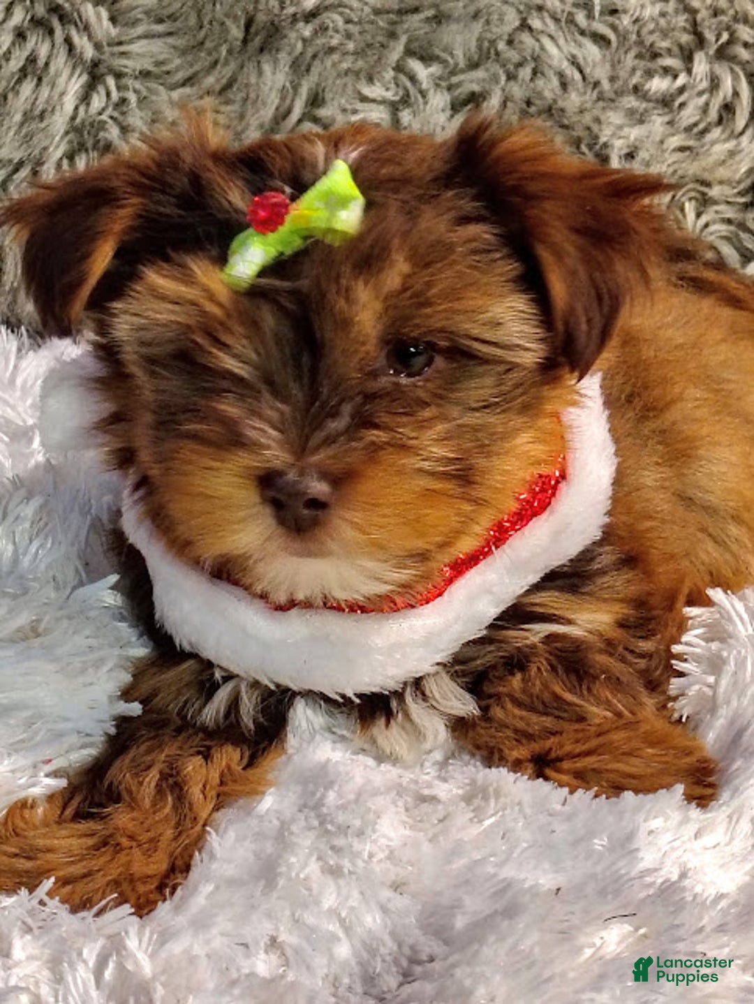 Yorkiepoo dogs for sale: CoCo - Ad 2