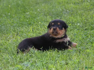Rottweiler dogs for sale: Sierra - Ad 4