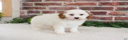 Cavapoo dogs for sale: Emerald  - Ad 2