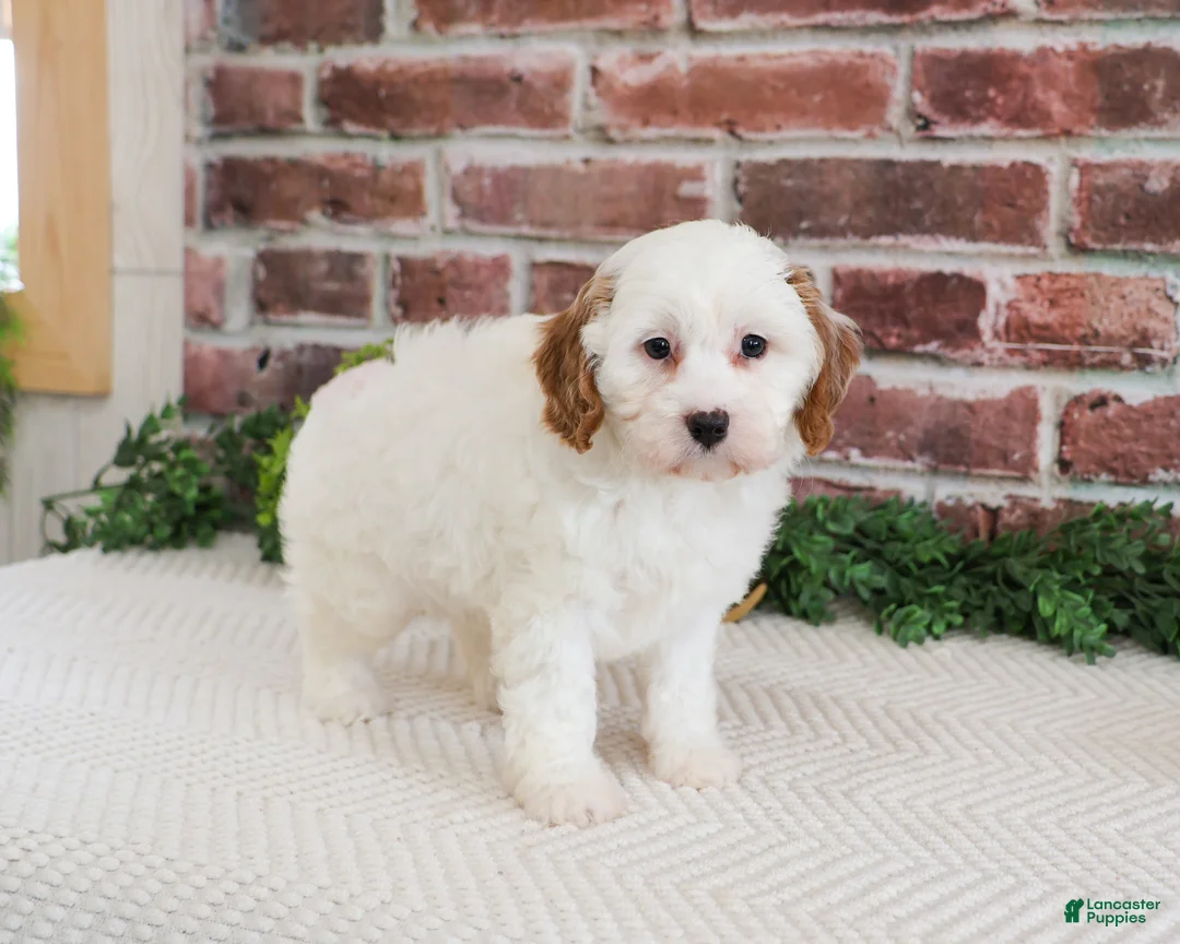 Cavapoo dogs for sale: Emerald  - Ad 2