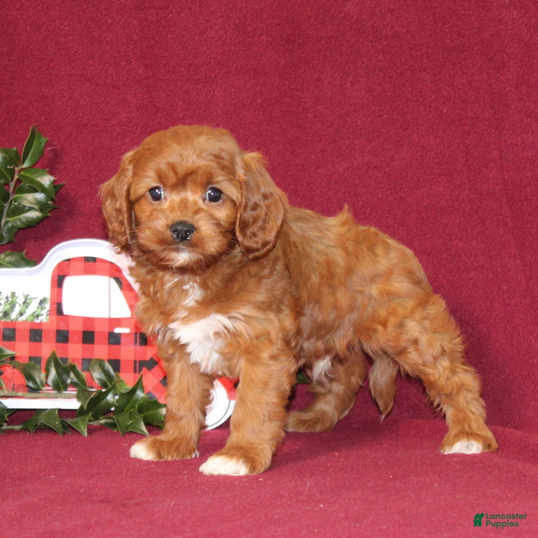 Cavapoo dogs for sale: Cowboy - Ad 3