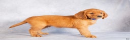 Miniature Golden Retriever dogs for sale: Dickie - Ad 3