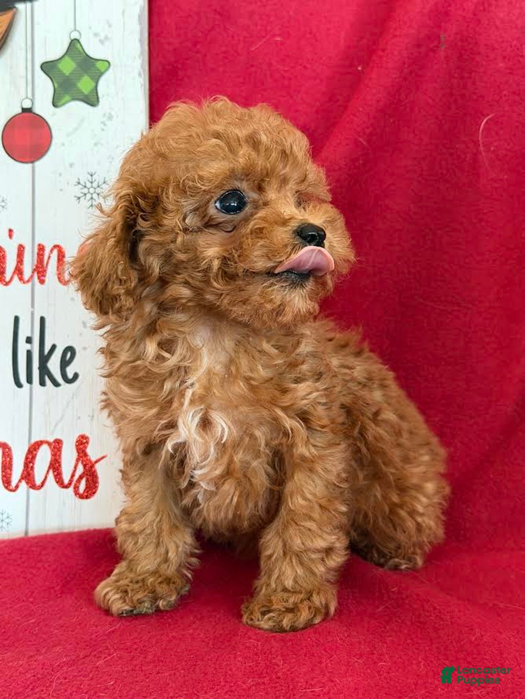 Toy Poodle dogs for sale: Marti - Ad 3