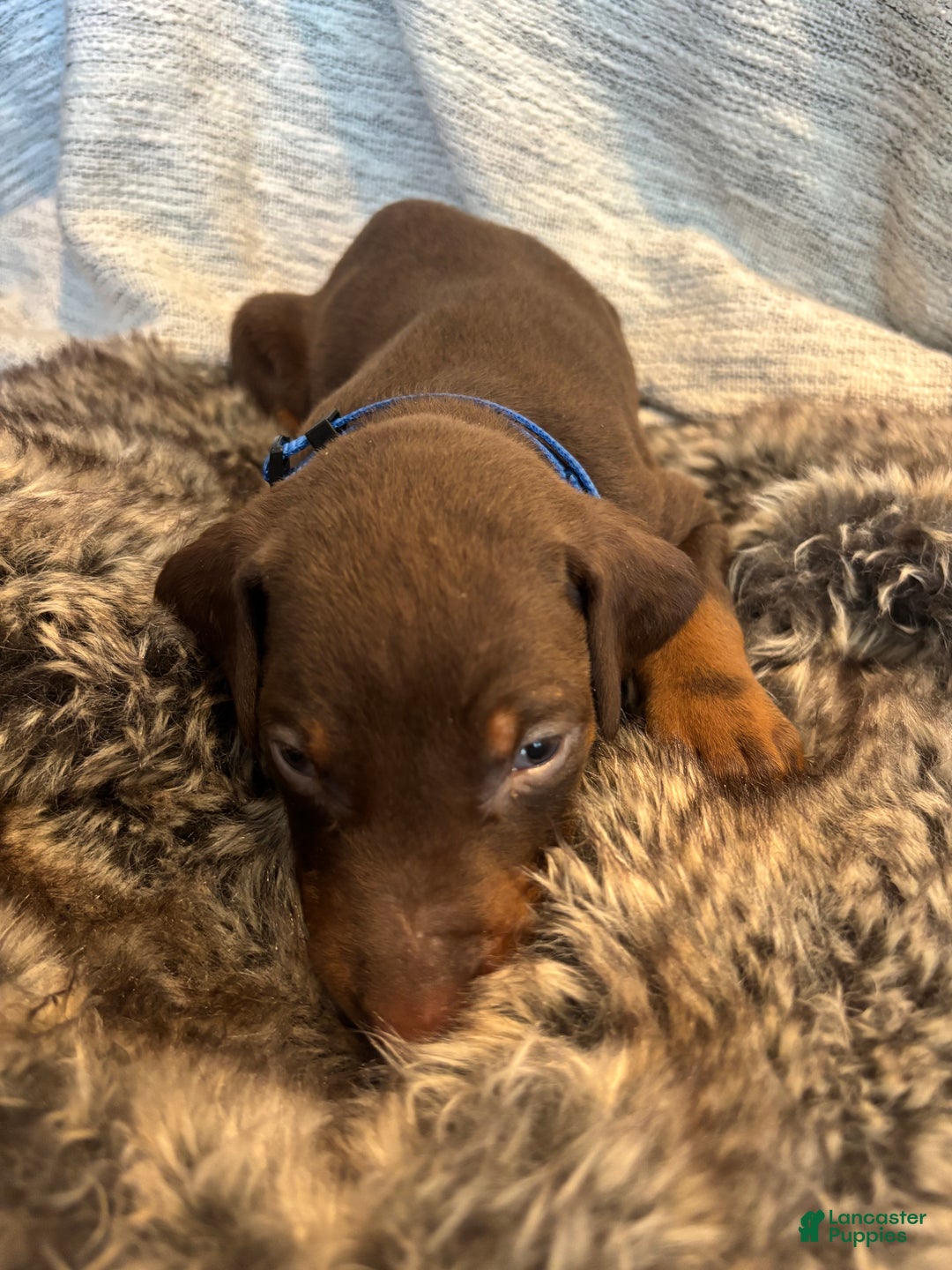 Doberman Pinscher dogs for sale: Leo - Ad 3