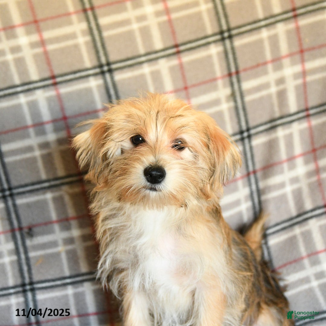 Morkie dogs for sale: Vinnie - Ad 16