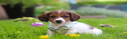 Miniature Dachshund dogs for sale: Benji - Ad 3