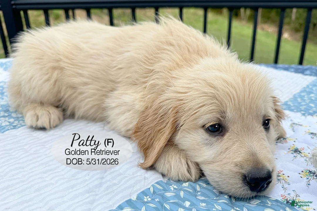 Golden Retriever dogs for sale: Patty - Ad 3