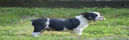Olde English Bulldogge dogs for sale: Anubis - Ad 3