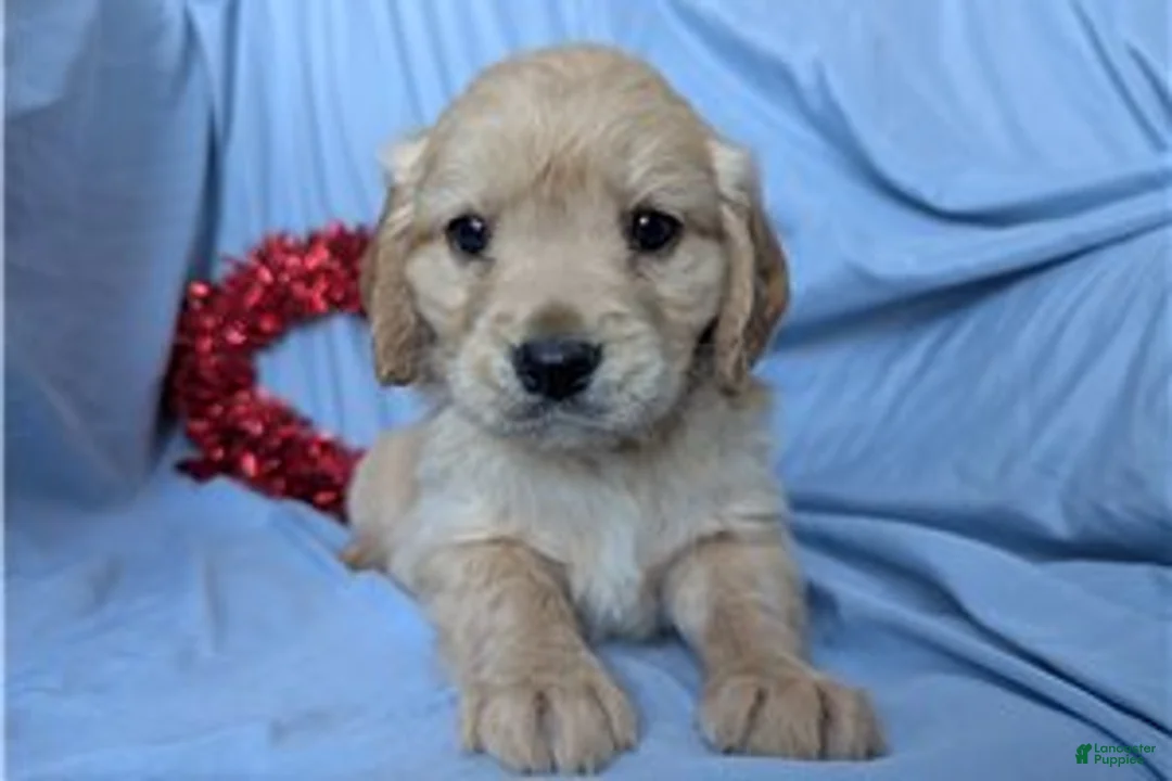 Mixed Breed dogs for sale: Sunny - Ad 7