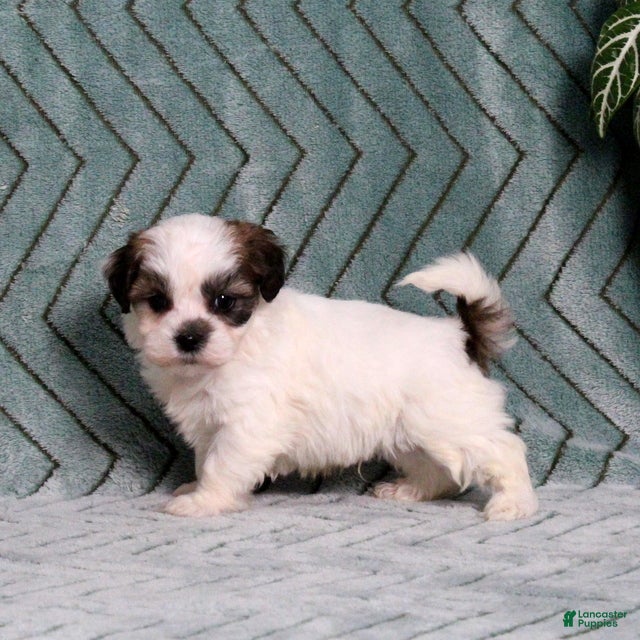 Teddy Bear dogs Isaac - Ad 2