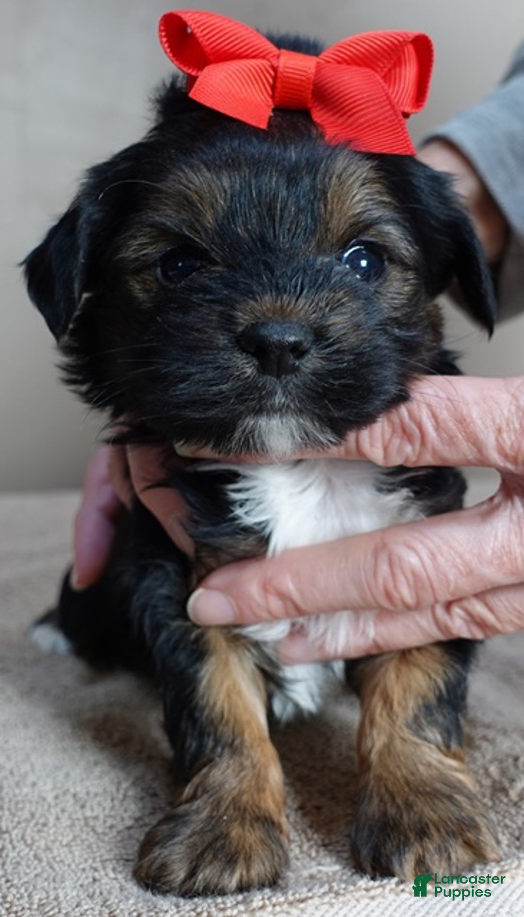 Yorkshire Terrier dogs for sale: Kismet black face - Ad 13