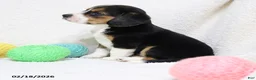 Beagle dogs for sale: Nikki - Ad 10