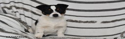 Mixed Breed dogs for sale: Mia  - Ad 2