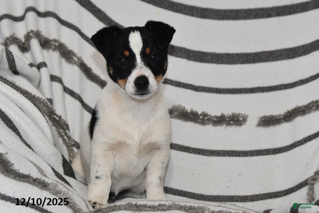 Mixed Breed dogs for sale: Mia  - Ad 2
