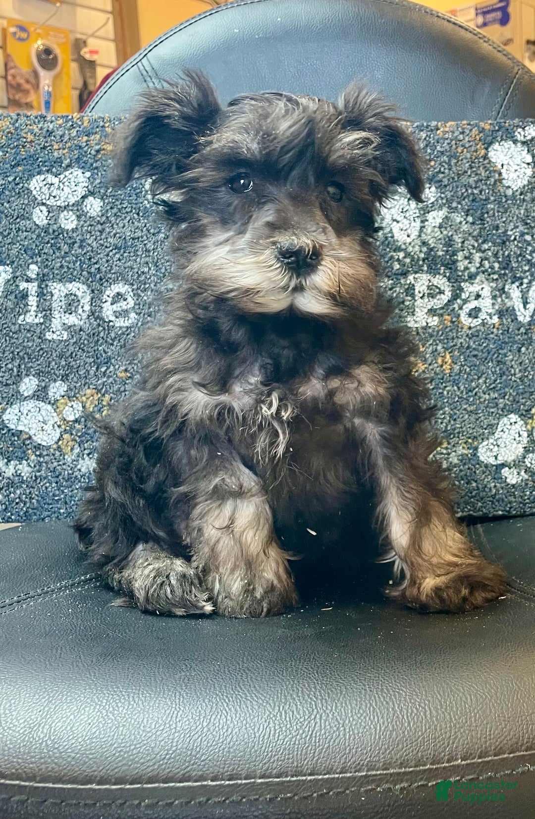 Miniature Schnauzer dogs for sale: Orpha - Ad 2