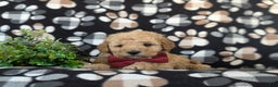Cockapoo dogs for sale: Aiken Hypoallergenic - Ad 5