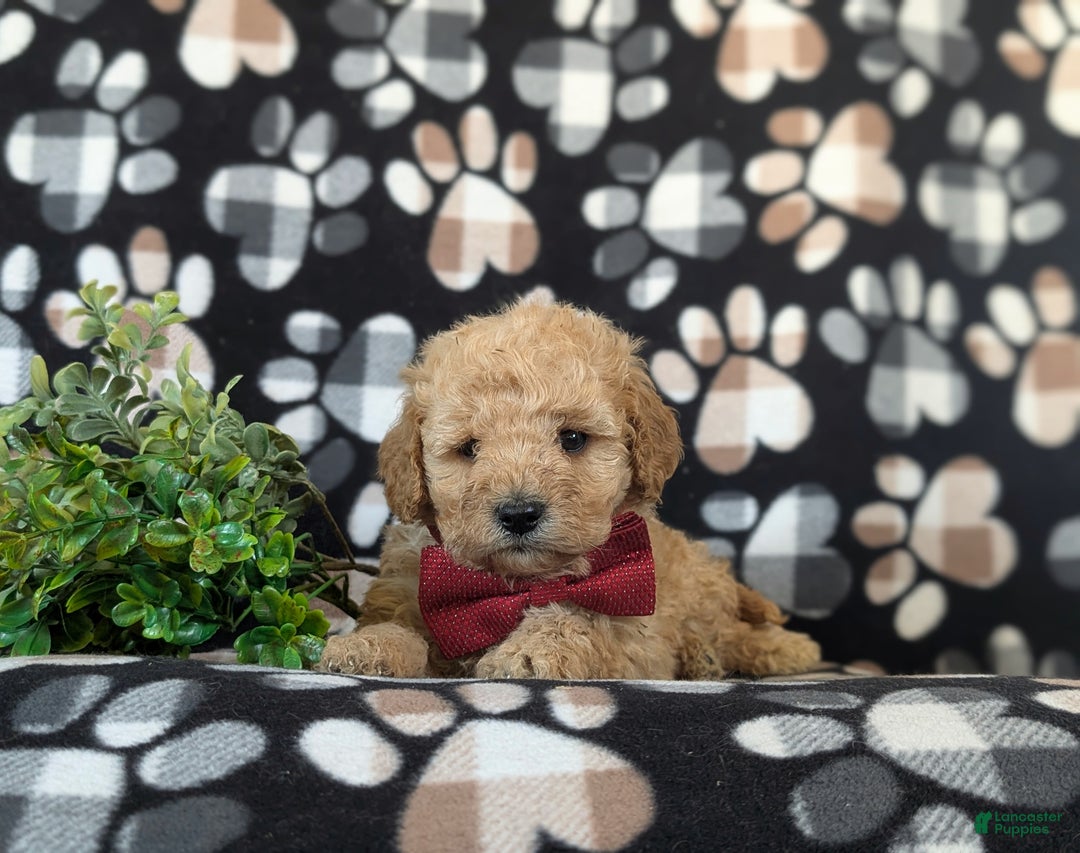 Cockapoo dogs for sale: Aiken Hypoallergenic - Ad 5