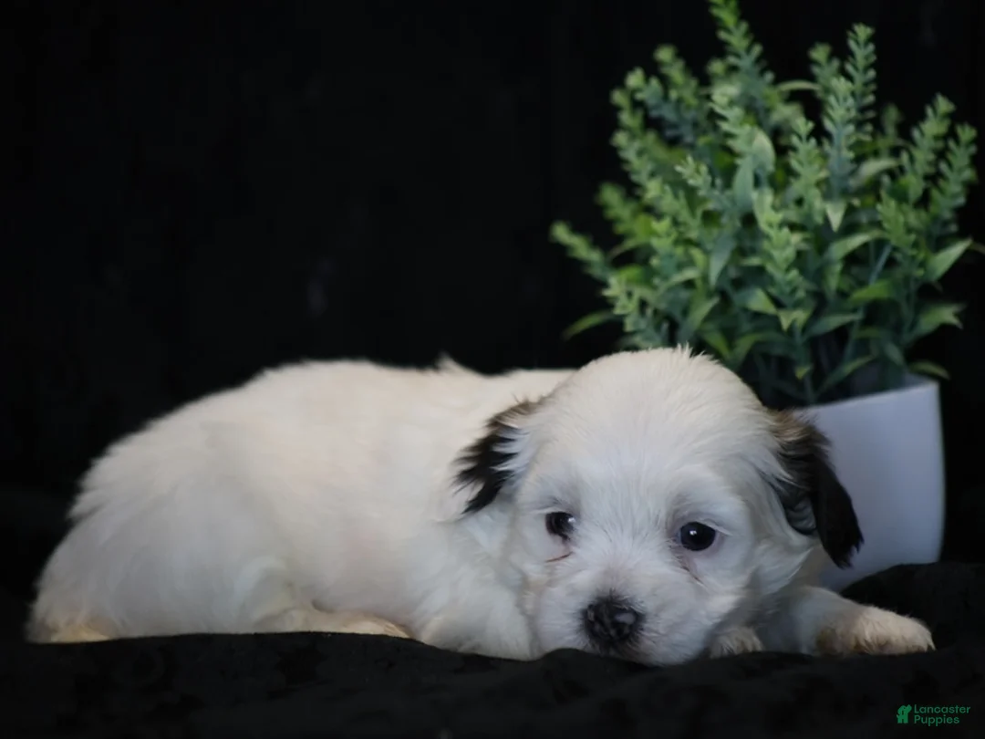 Mixed Breed dogs for sale: Shira - Ad 1