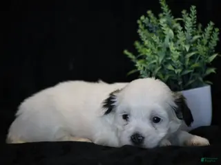 Mixed Breed dogs Shira - Ad 20