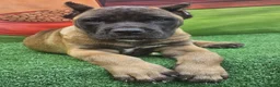 Cane Corso dogs for sale: KING - Ad 6