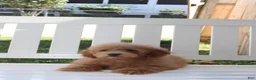 Shihpoo dogs for sale: Milo - Ad 9