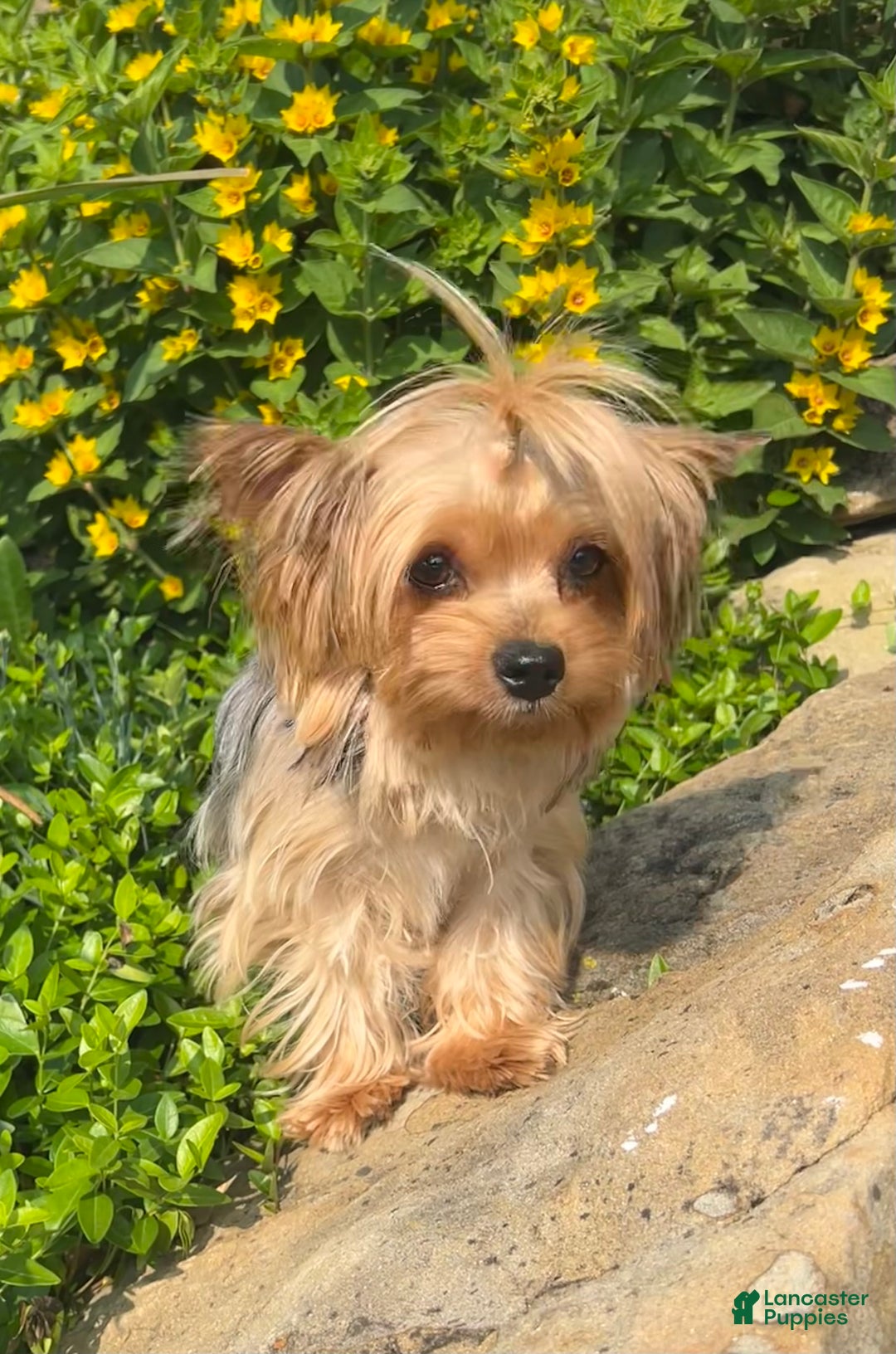 Yorkshire Terrier dogs for sale: Teddy - Ad 6