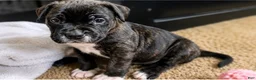 Mixed Breed dogs for sale: American Corso purple collar - Ad 4