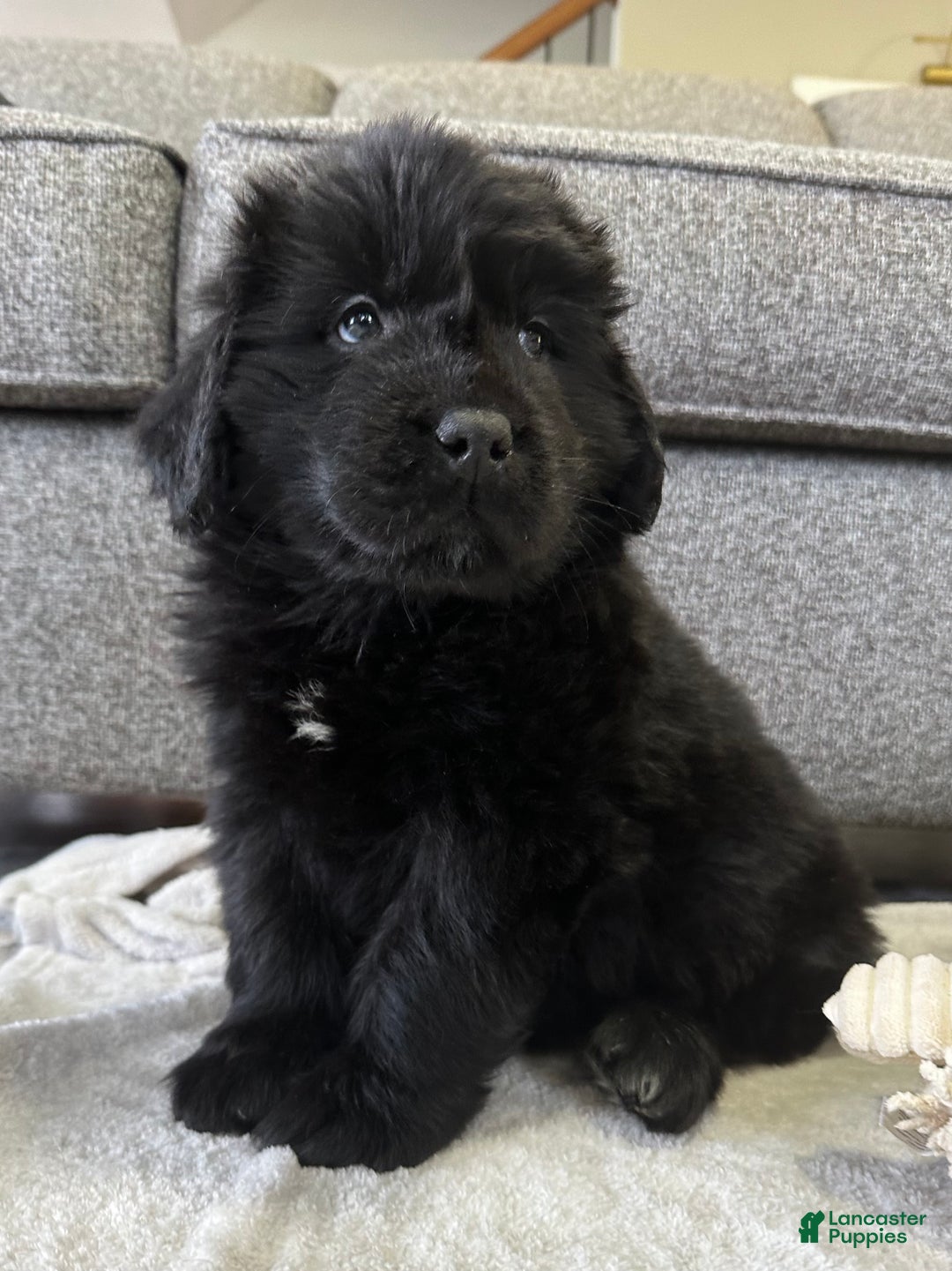 Newfoundland dogs for sale: OFA,AKC,CH, “ Jackson Cancrimo” - Ad 6