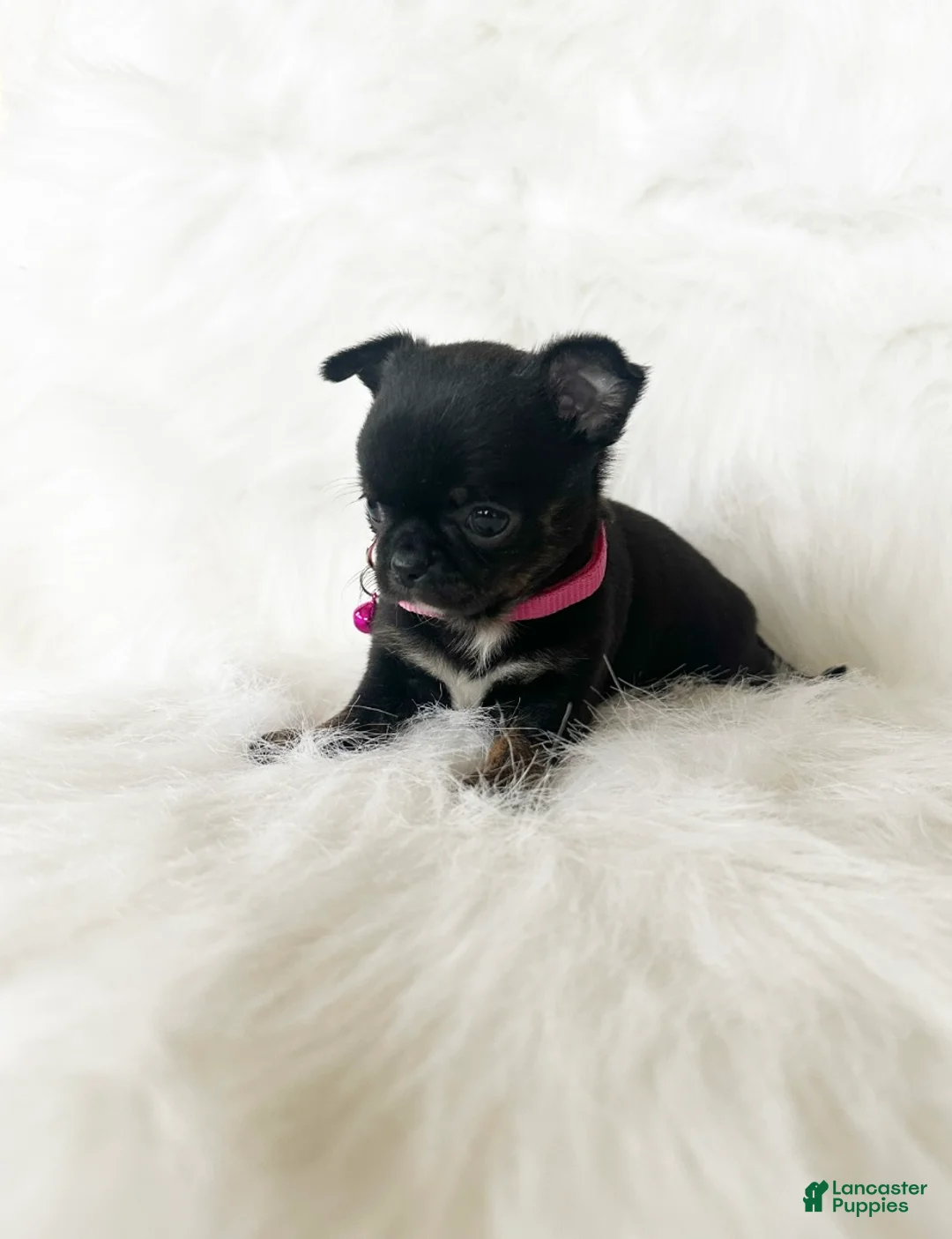 Chihuahua dogs for sale: Cherry - Ad 8