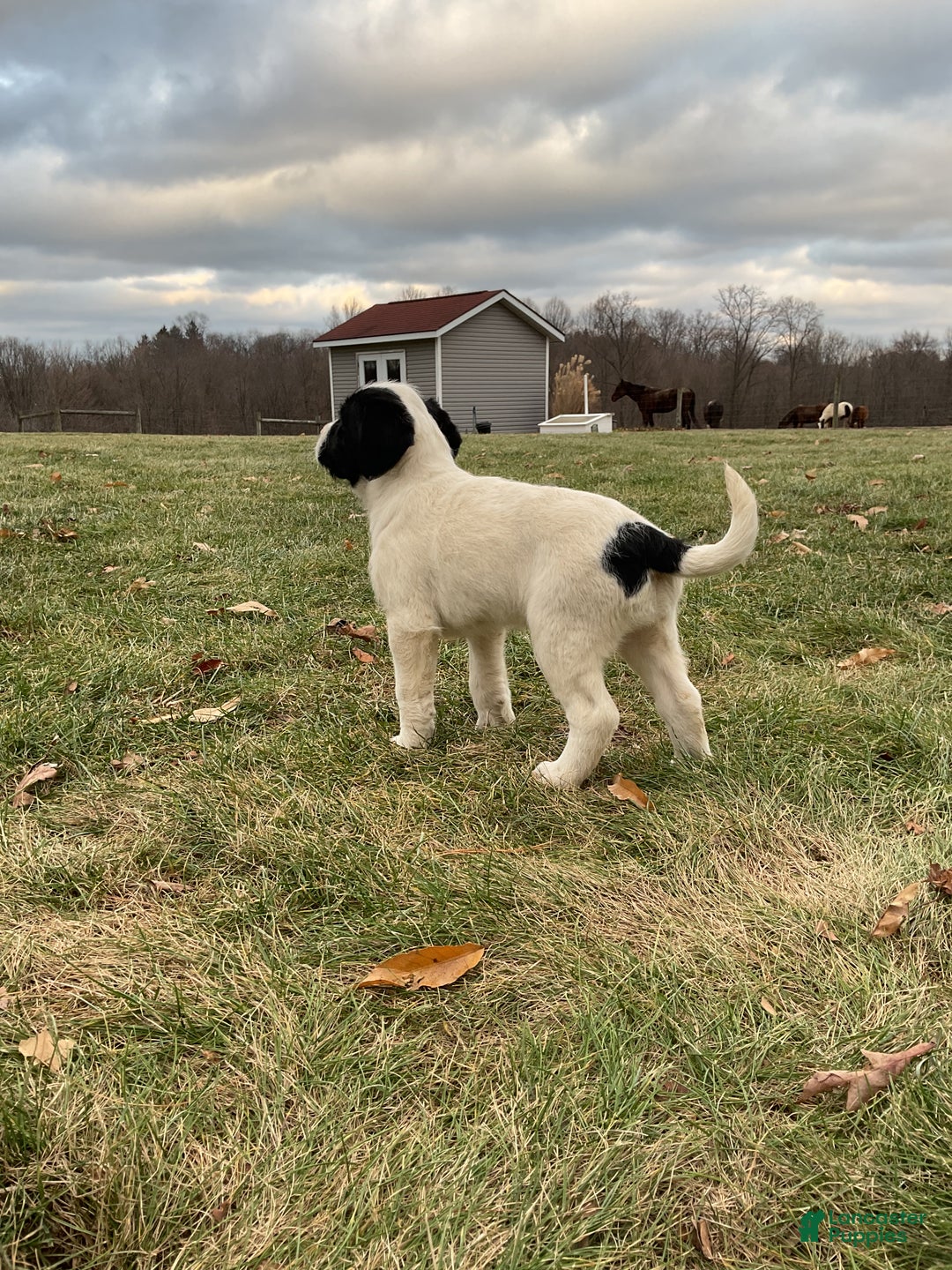 Mixed Breed dogs for sale: Buttons - Ad 8