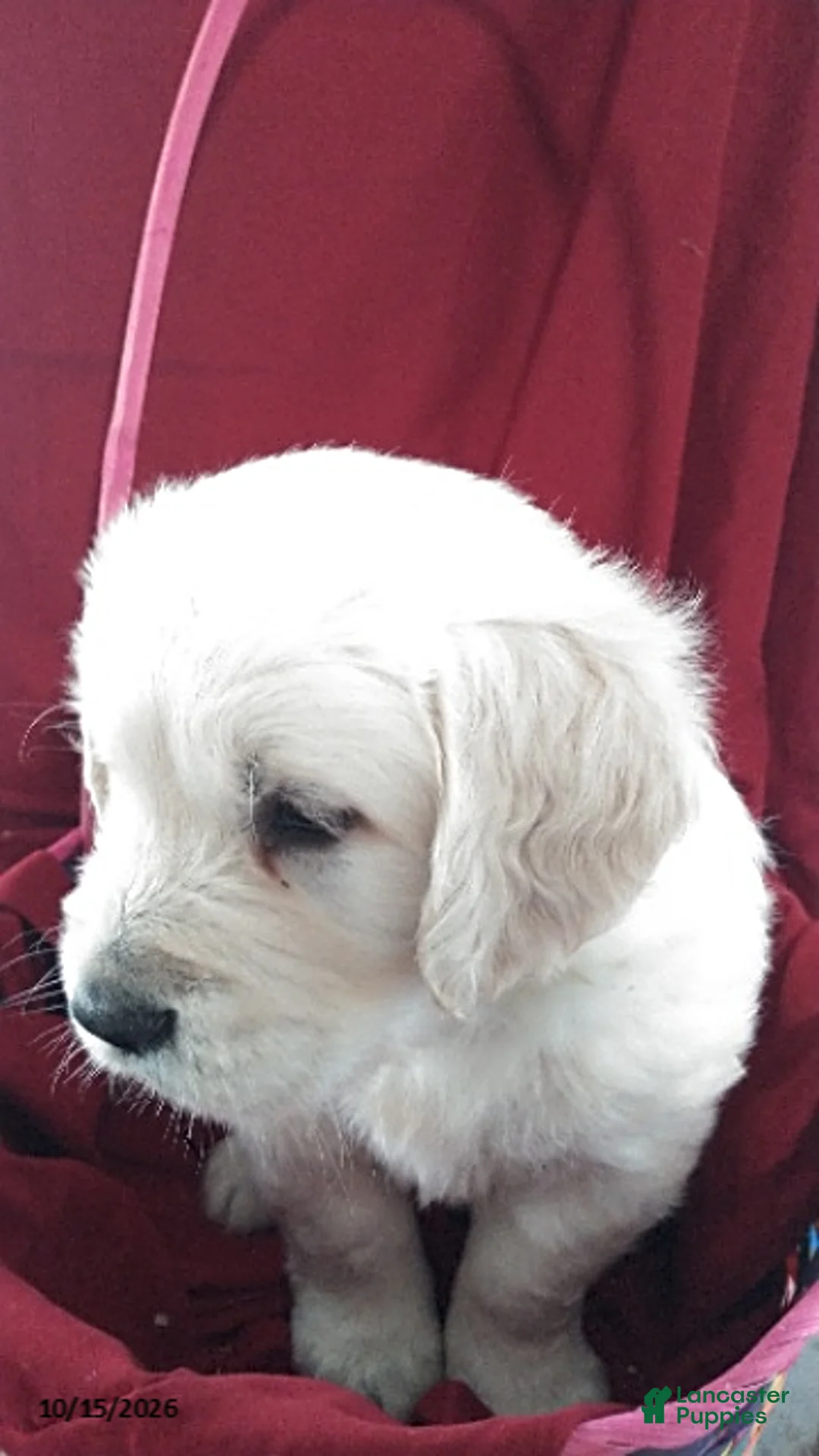 Golden Retriever dogs for sale: Anika - Ad 2