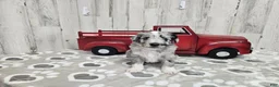 Mini Aussiedoodle dogs for sale: F1 Grape - Ad 5