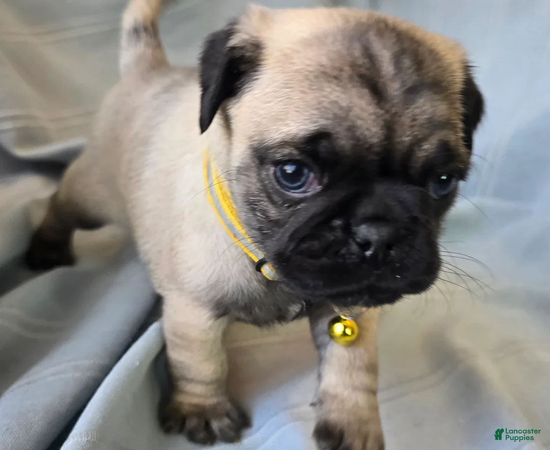 Pug dogs for sale: Daniel - Ad 2