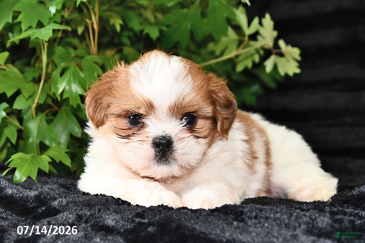 Shih Tzu dogs for sale: Dash - Ad 4