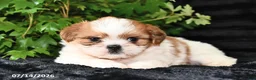 Shih Tzu dogs for sale: Dash - Ad 1