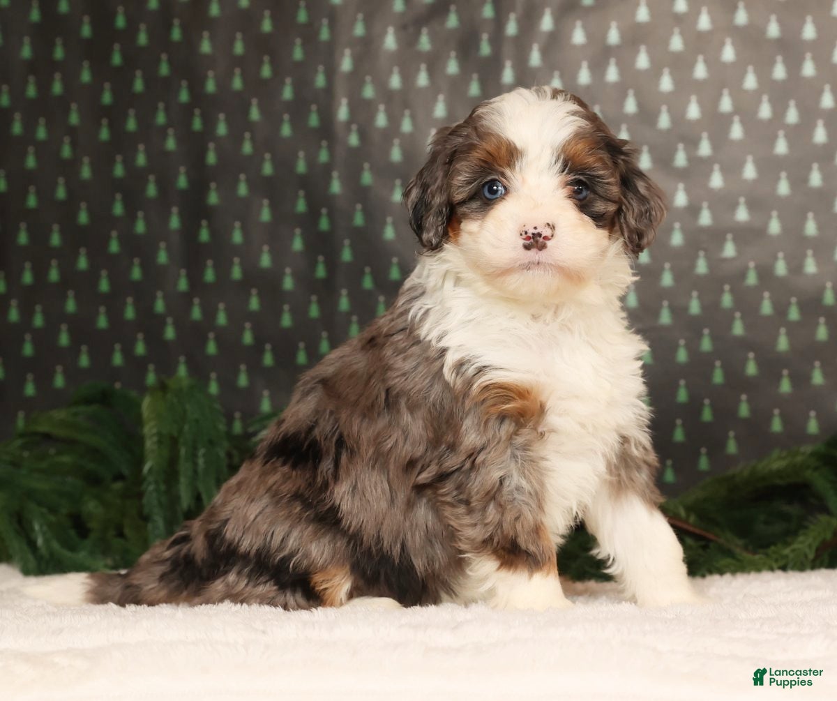 Mini Bernedoodle dogs Ginger - Ad 39