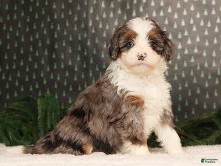 Mini Bernedoodle dogs Ginger - Ad 39