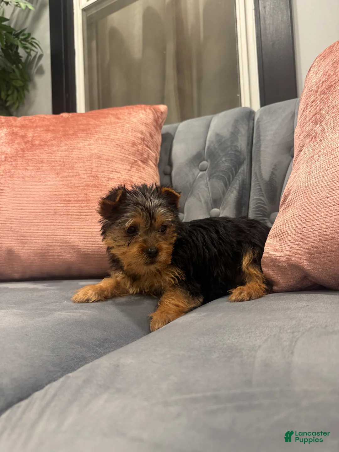 Yorkshire Terrier dogs for sale: Jose - Ad 1